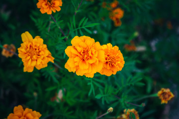 Bright orange and yellow marigolds, beautiful summer flowers
