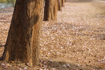 The pink carpet of Tabebuia flower.