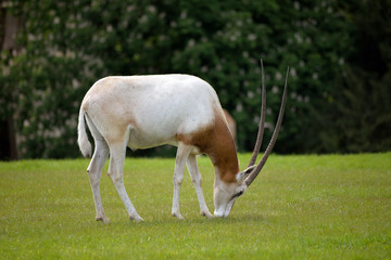 Scimitar-horned Oryx in fota wildlife park