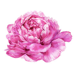 Watercolor peony illustration