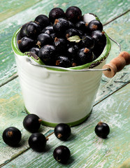 Fresh Berries of Blackcurrant