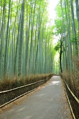 Fototapeta premium Sagano Bamboo Forest Road