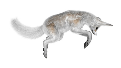 3D Rendering Fennec Fox on White