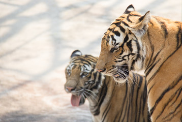 twin tiger face
