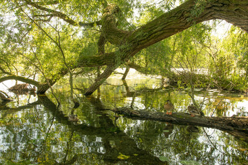 Schlosspark in Schwerin, Mecklenburg-Vorpommern in Deutschland
