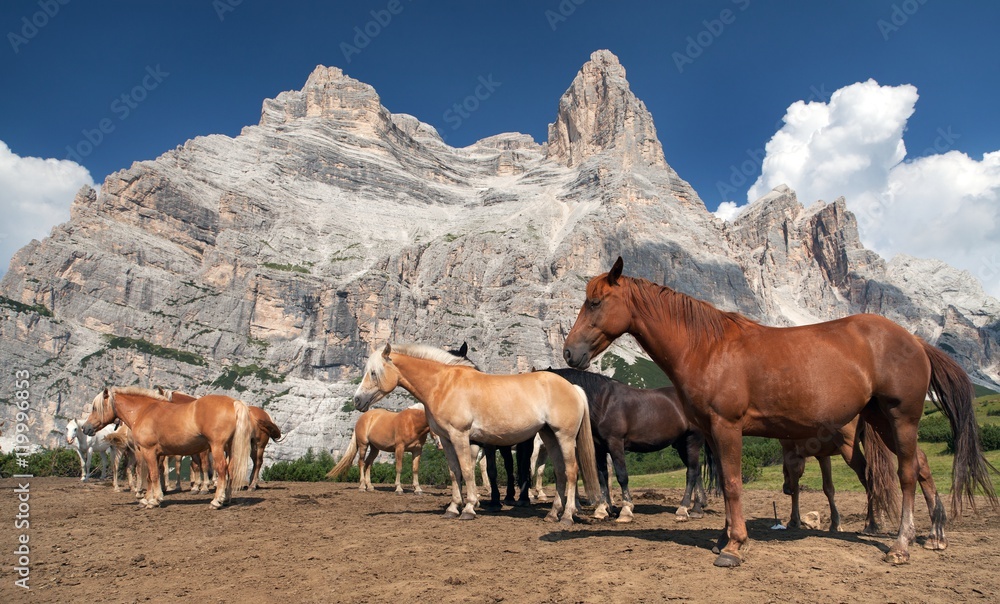 Sticker Horses and cow under Monte Pelmo