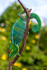 Caméléon Panthère
Caméléon Panthère à l'île de la Réunion