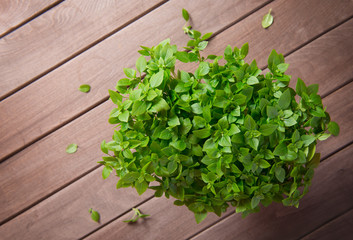 Fresh basil on a wooden background