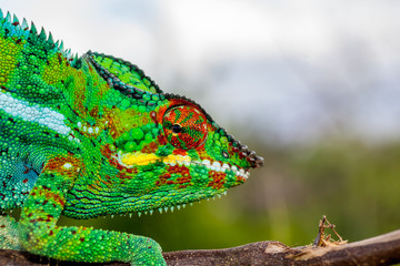 Caméléon Panthère
Caméléon Panthère à l'île de la Réunion