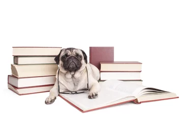 Fotobehang lieve kleine hond, mopshond, omringd door boeken kijkt verstoord op uit boek met leesbril om nek, geisoleerd op witte achtergrond © monicaclick