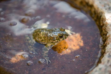 Kröte im Wasser