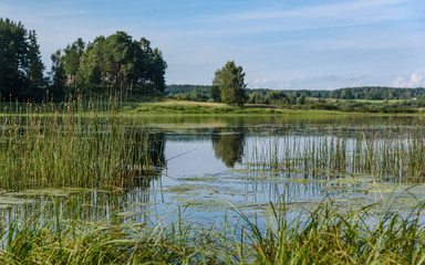 landscape summer lake on background of forest and blue sky