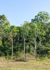 The tropical forest edge