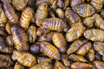Silkworm baked dry with thai style.