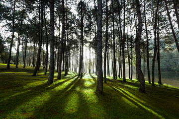 Fototapeta premium Green Forest at Pang Ung ,Mae Hong Son, Thailand