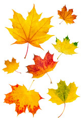 Naklejka na ściany i meble Bunte Herbstblätter vor weißem Hintergrund