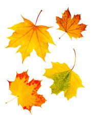 Fototapeta premium Buntes Herbstlaub vor weißem Hintergrund