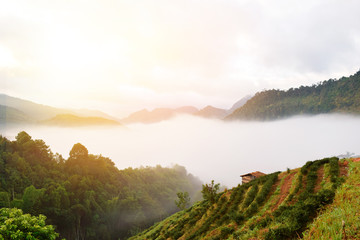 tea farm on mountain