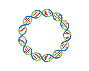 DNA strands Loop 13 parts