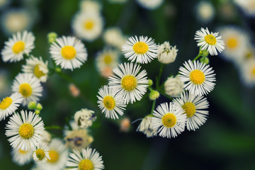 Obraz premium flowers on white background