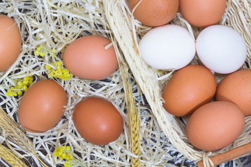 White and yellow eggs in a hay