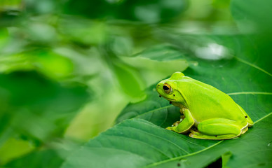 American green tree frog with lush ginger foliage..