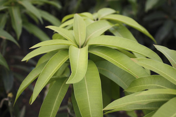 Mango Plant nursery Leaves detail B