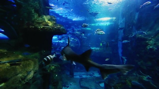 Huge aquarium