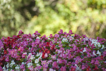 Obraz premium spring flowers with bokeh