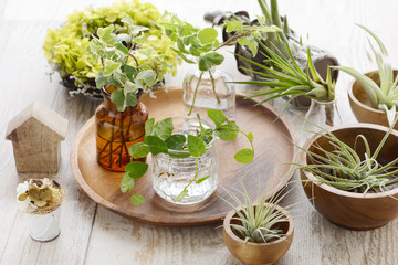 エアープランツ　チランジア　観葉植物