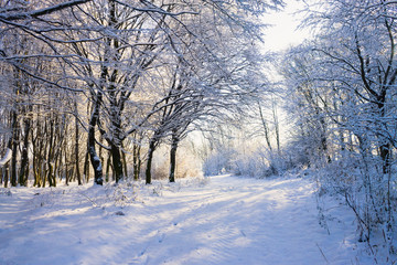 Lights in snowy winter forest
