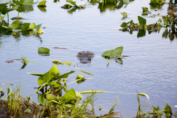 Everglades