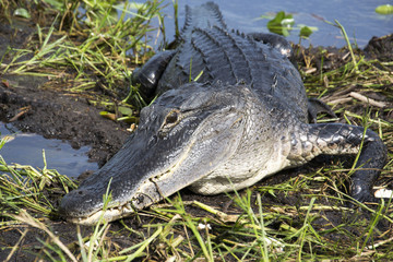 Everglades