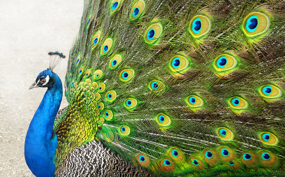 Colorful photo of peacock with opened tail