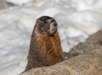 Yellow-bellied Marmot