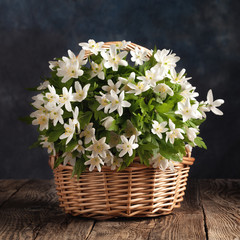 white flowers anemones in a basket on the table