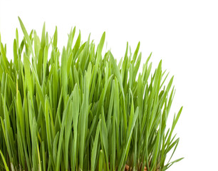Fototapeta na wymiar Green grass isolated on white background