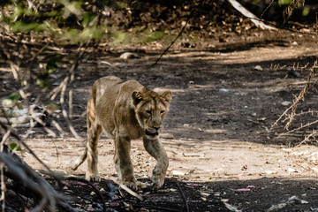 Sub-adult cub of Asiatic Lion