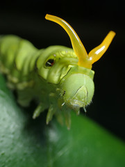 角を出すアゲハチョウの幼虫