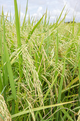 Green of rice in paddy rice field