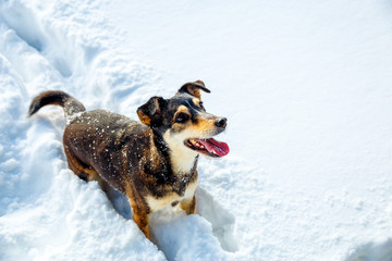 Dog in mountain winter landscape. Profile portrait.