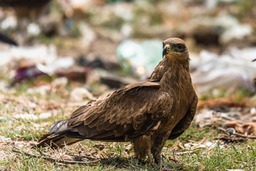 Black kite on ground