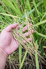 Rice in hands holding Thai Rice