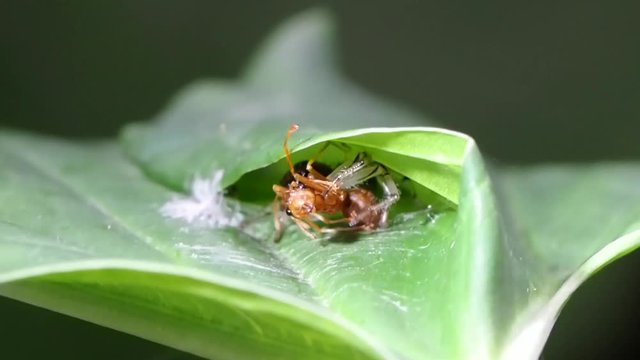 Jumping spider eat ant on a green leaf