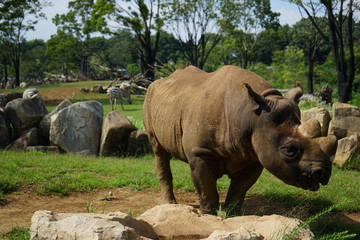 Zebra walking on field