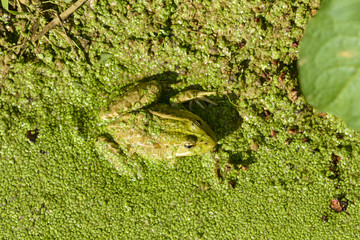 Grenouille rieuse, Pelophylax ridibundus, Lentille d'eau, Lemna minor