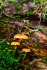Closeup orange fungus in moss