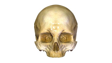 Skull anatomy 
