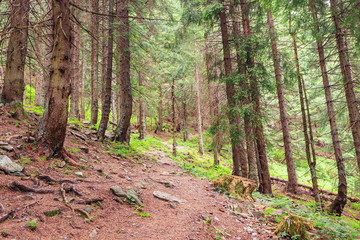 Pine forest landscape