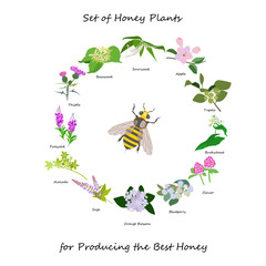 Honey banner with wild flowers wreath and bee